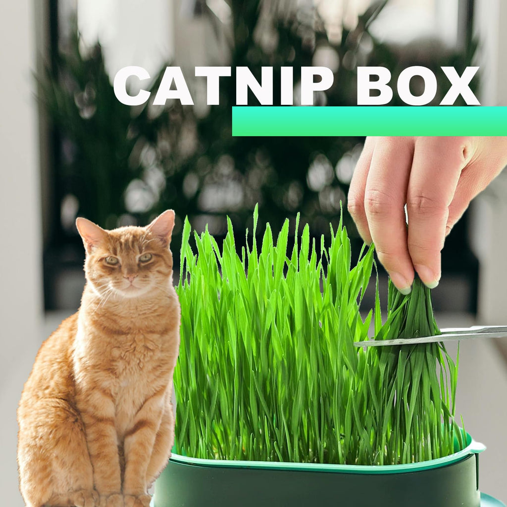 3Pcs Plastic Cat Grass Planter Hydroponic Growing Kit K645