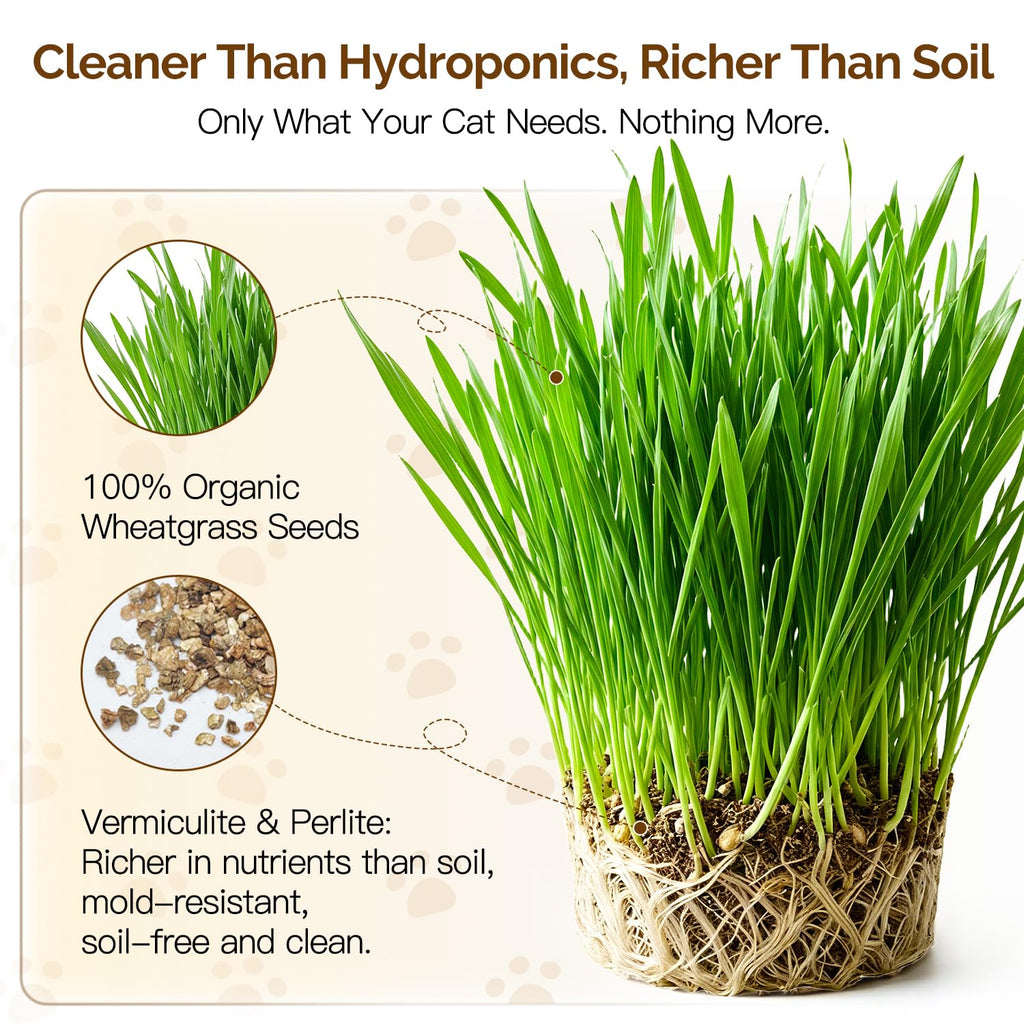 Cat Grass Kit 6 Cans Organic Wheat Seeds X5377
